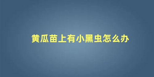 黄瓜苗上长了些小黑虫(黄瓜苗上的小黑点是什么)